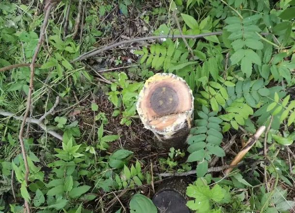 根4米晾衣杆“悲剧了”系二级保护植物AG旗舰赞助马竞联赛吉林一女子砍伐一(图2)