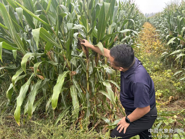 象部门——以“抢”助收 全力保“三秋”直